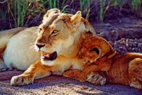 Lioness with her cub